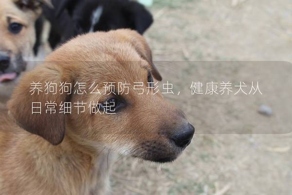 养狗狗怎么预防弓形虫，健康养犬从日常细节做起