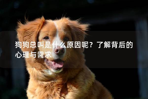 狗狗总叫是什么原因呢？了解背后的心理与需求