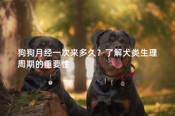 狗狗月经一次来多久？了解犬类生理周期的重要性