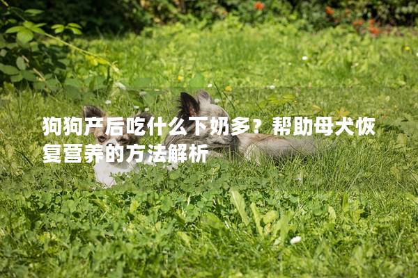 狗狗产后吃什么下奶多？帮助母犬恢复营养的方法解析