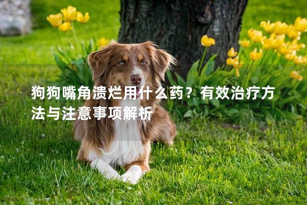 狗狗嘴角溃烂用什么药？有效治疗方法与注意事项解析