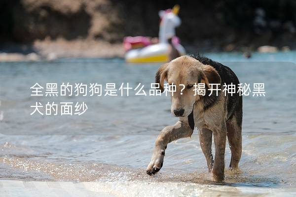 全黑的狗狗是什么品种？揭开神秘黑犬的面纱