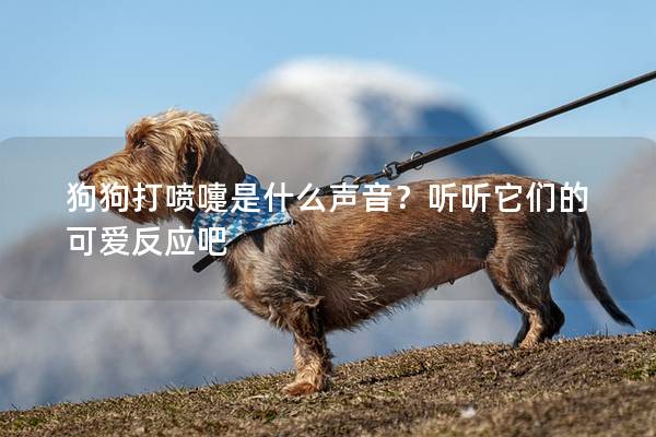 狗狗打喷嚏是什么声音？听听它们的可爱反应吧