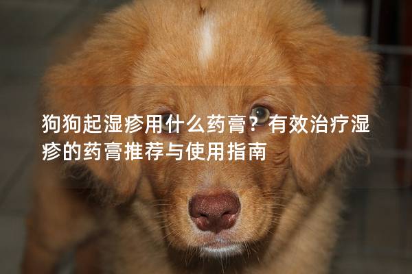 狗狗起湿疹用什么药膏？有效治疗湿疹的药膏推荐与使用指南