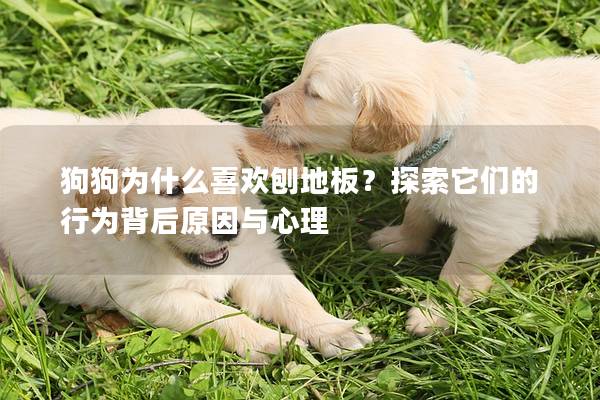 狗狗为什么喜欢刨地板？探索它们的行为背后原因与心理