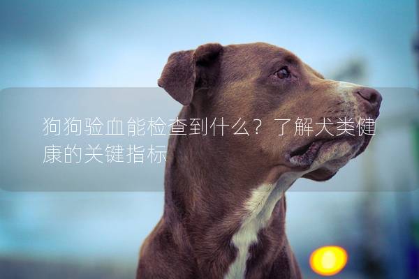 狗狗验血能检查到什么？了解犬类健康的关键指标