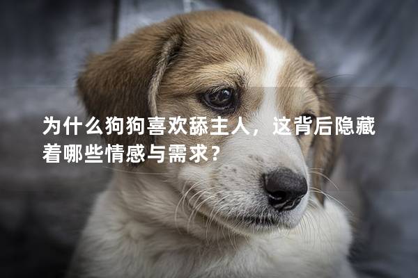 为什么狗狗喜欢舔主人，这背后隐藏着哪些情感与需求？