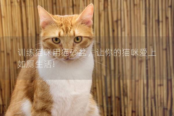 训练猫咪用猫砂盆，让你的猫咪爱上如厕生活!
