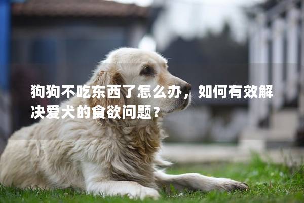 狗狗不吃东西了怎么办，如何有效解决爱犬的食欲问题？