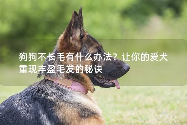 狗狗不长毛有什么办法？让你的爱犬重现丰盈毛发的秘诀