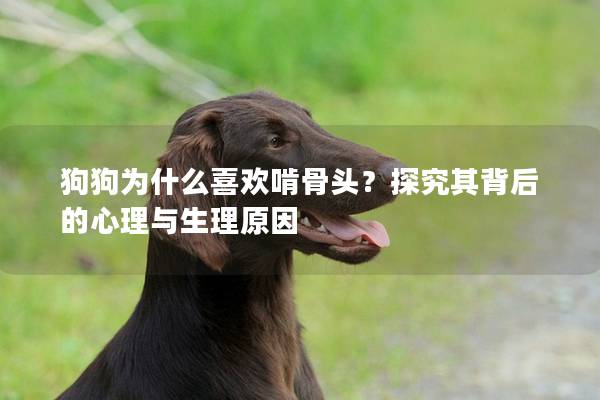 狗狗为什么喜欢啃骨头？探究其背后的心理与生理原因