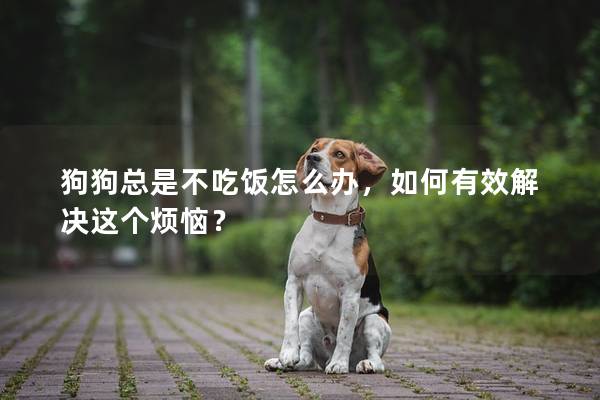 狗狗总是不吃饭怎么办，如何有效解决这个烦恼？