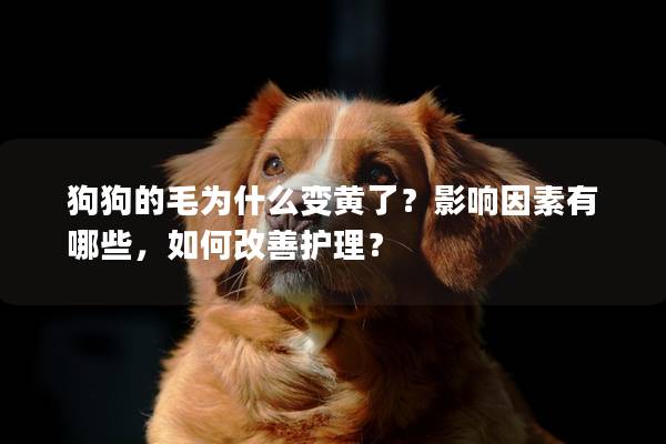 狗狗的毛为什么变黄了？影响因素有哪些，如何改善护理？