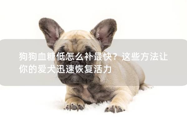 狗狗血糖低怎么补最快？这些方法让你的爱犬迅速恢复活力