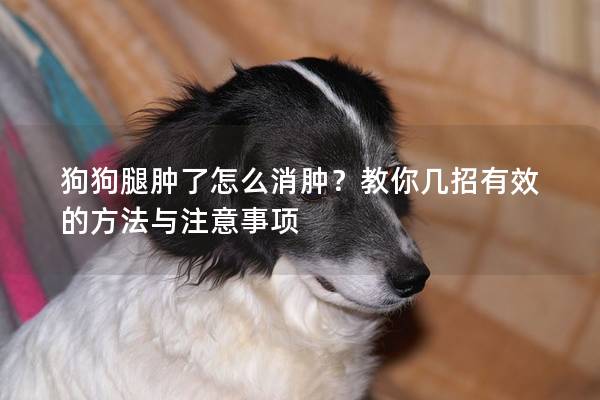 狗狗腿肿了怎么消肿？教你几招有效的方法与注意事项