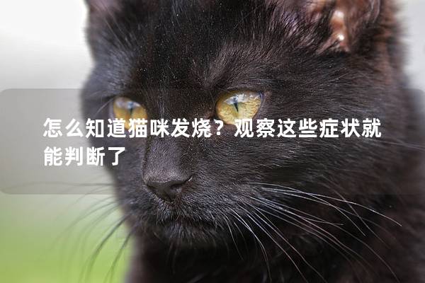 怎么知道猫咪发烧？观察这些症状就能判断了