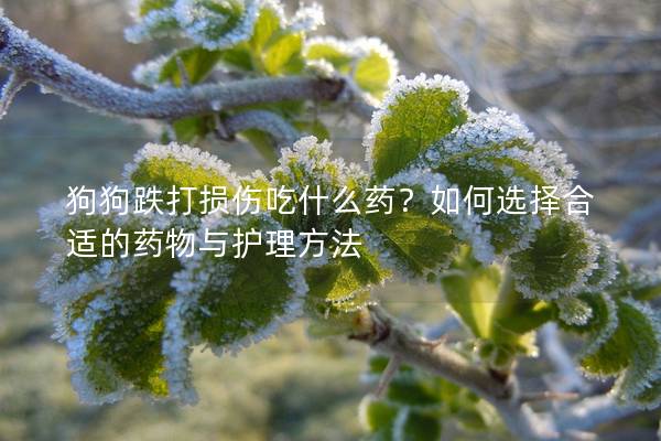 狗狗跌打损伤吃什么药？如何选择合适的药物与护理方法