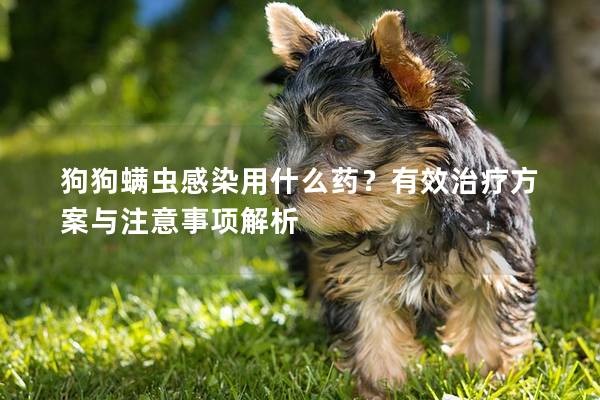 狗狗螨虫感染用什么药？有效治疗方案与注意事项解析