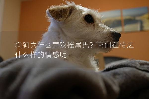 狗狗为什么喜欢摇尾巴？它们在传达什么样的情感呢