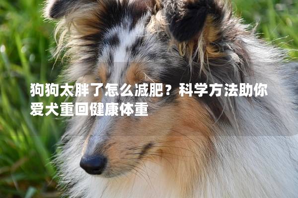 狗狗太胖了怎么减肥？科学方法助你爱犬重回健康体重