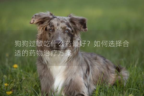 狗狗过敏吃什么药最好？如何选择合适的药物治疗方案