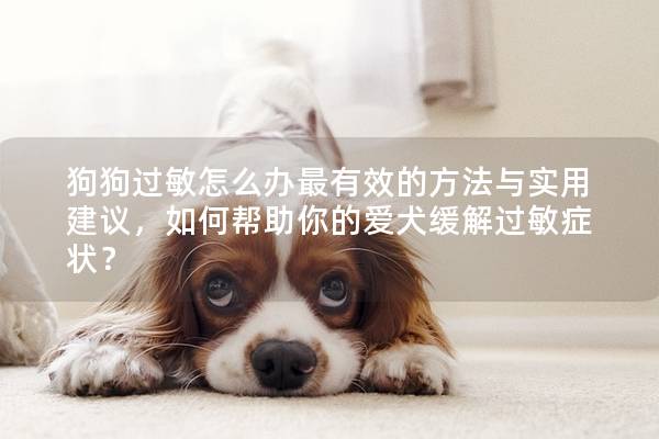 狗狗过敏怎么办最有效的方法与实用建议，如何帮助你的爱犬缓解过敏症状？