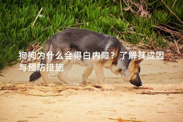 狗狗为什么会得白内障？了解其成因与预防措施