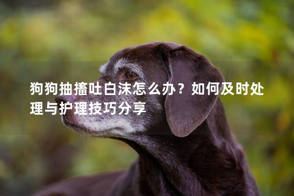 狗狗抽搐吐白沫怎么办？如何及时处理与护理技巧分享