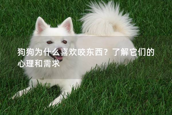 狗狗为什么喜欢咬东西？了解它们的心理和需求