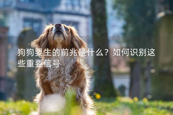 狗狗要生的前兆是什么？如何识别这些重要信号