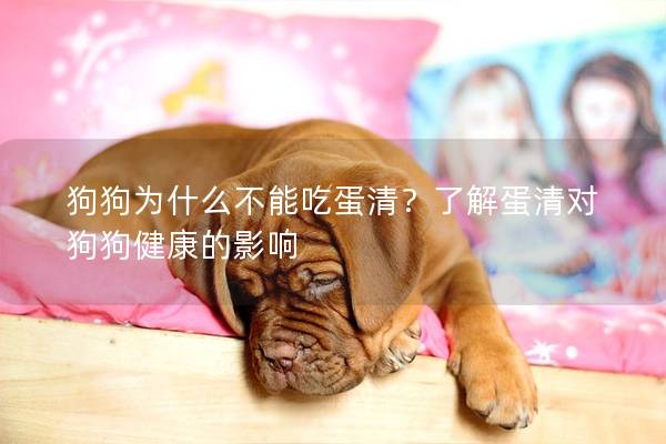 狗狗为什么不能吃蛋清？了解蛋清对狗狗健康的影响