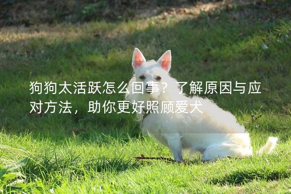 狗狗太活跃怎么回事？了解原因与应对方法，助你更好照顾爱犬