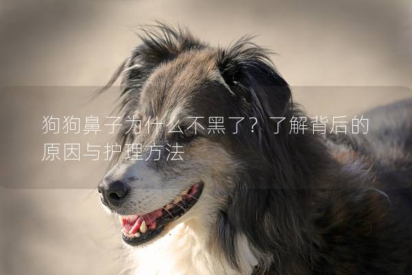 狗狗鼻子为什么不黑了？了解背后的原因与护理方法