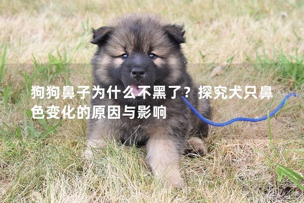 狗狗鼻子为什么不黑了？探究犬只鼻色变化的原因与影响