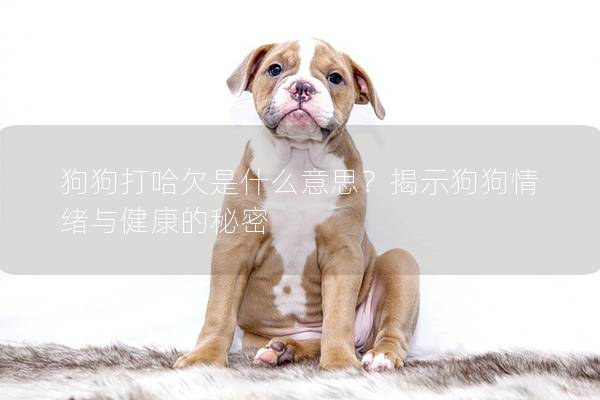 狗狗打哈欠是什么意思？揭示狗狗情绪与健康的秘密