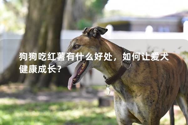 狗狗吃红薯有什么好处，如何让爱犬健康成长？