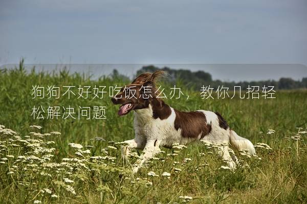 狗狗不好好吃饭怎么办，教你几招轻松解决问题