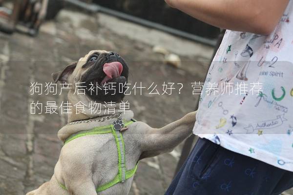 狗狗产后补钙吃什么好？营养师推荐的最佳食物清单