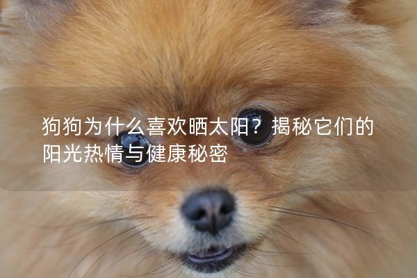 狗狗为什么喜欢晒太阳？揭秘它们的阳光热情与健康秘密