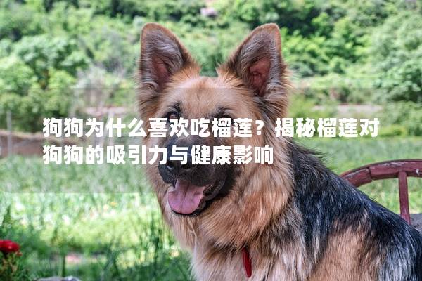 狗狗为什么喜欢吃榴莲？揭秘榴莲对狗狗的吸引力与健康影响