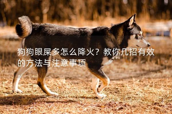 狗狗眼屎多怎么降火？教你几招有效的方法与注意事项