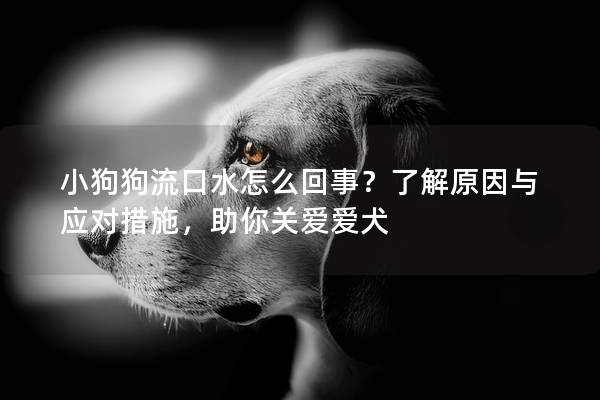 小狗狗流口水怎么回事？了解原因与应对措施，助你关爱爱犬