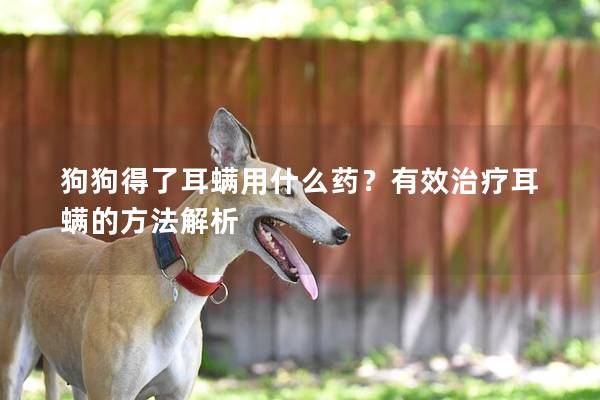 狗狗得了耳螨用什么药？有效治疗耳螨的方法解析