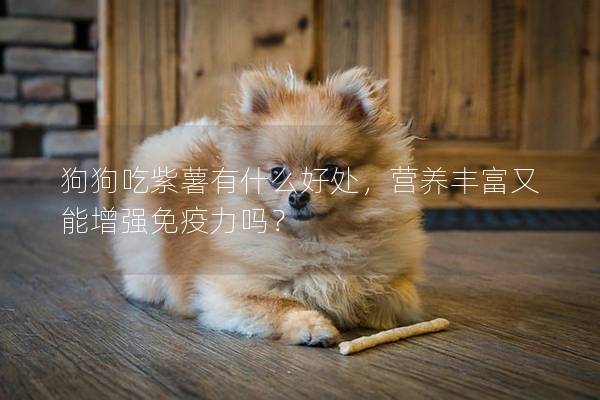 狗狗吃紫薯有什么好处，营养丰富又能增强免疫力吗？