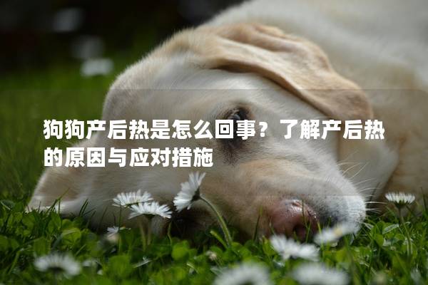 狗狗产后热是怎么回事？了解产后热的原因与应对措施