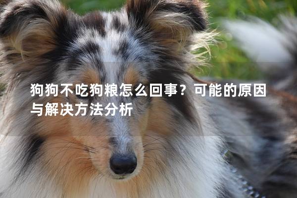 狗狗不吃狗粮怎么回事？可能的原因与解决方法分析