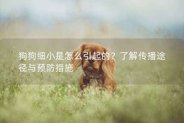 狗狗细小是怎么引起的？了解传播途径与预防措施