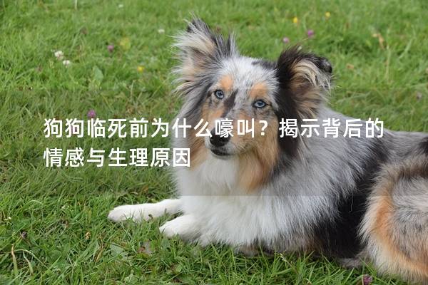 狗狗临死前为什么嚎叫？揭示背后的情感与生理原因