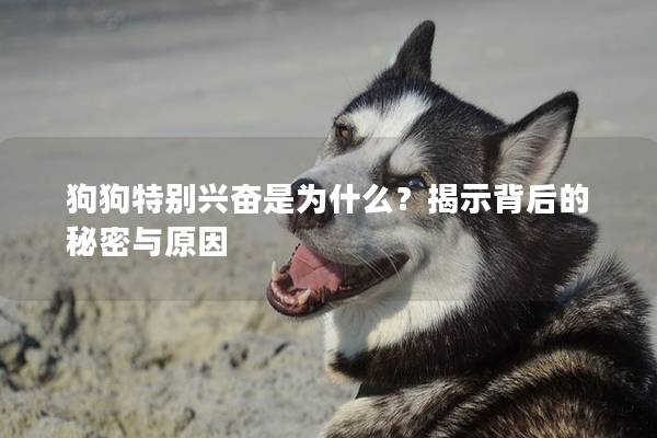 狗狗特别兴奋是为什么？揭示背后的秘密与原因