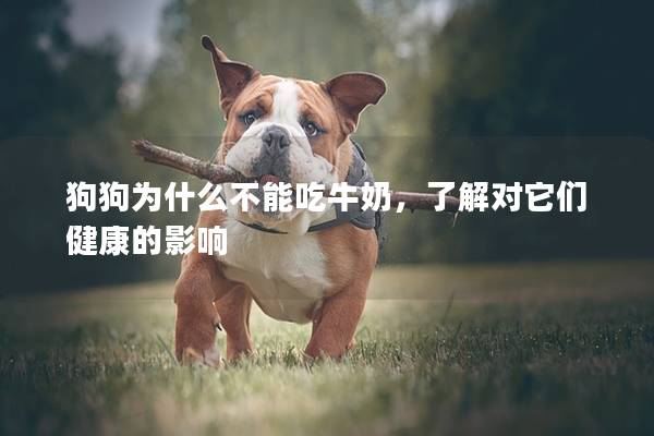 狗狗为什么不能吃牛奶，了解对它们健康的影响